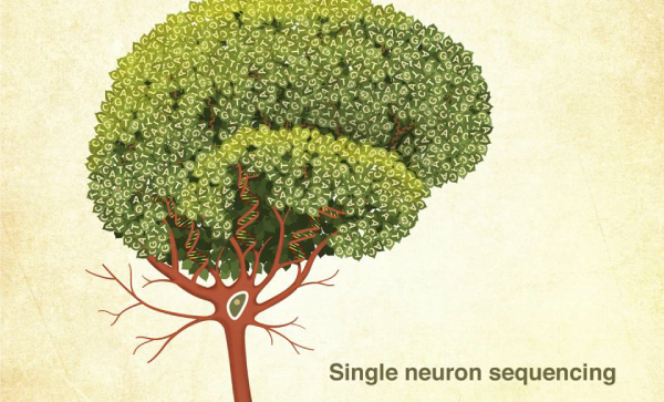 Neuron-DNA-Brain-Tree